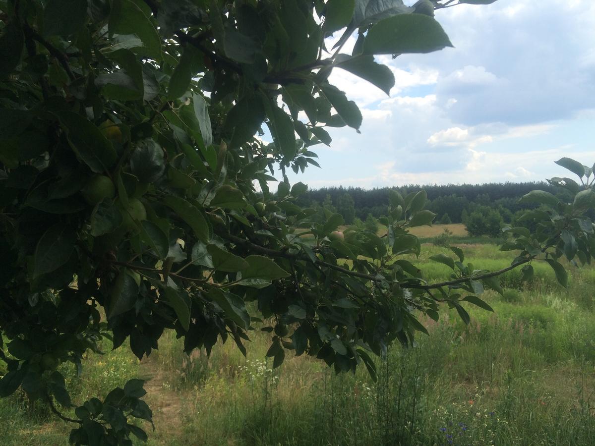 Chamedafne W Puszczy Kampinoskiej Brochów Dış mekan fotoğraf